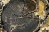 Wide Petrified Wood (Schinoxylon) Limb - Blue Forest, Wyoming #141431-2